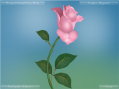 Rose Flower - Divyansh